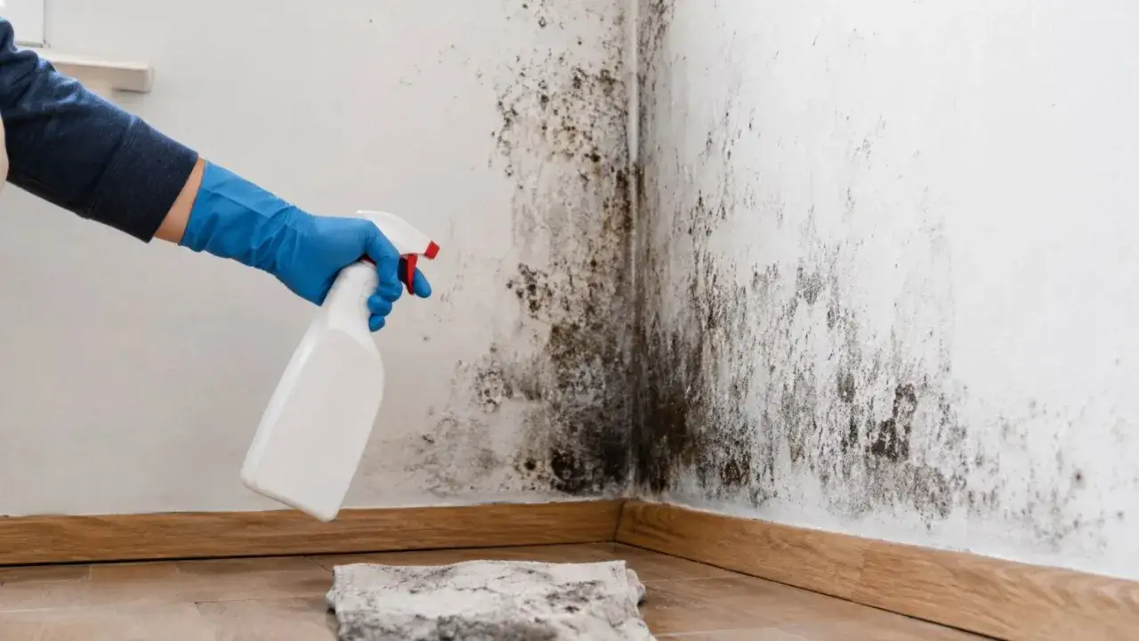 Mano con guante azul rociando un producto sobre moho negro en una esquina de la pared, combatiendo la humedad en casa.